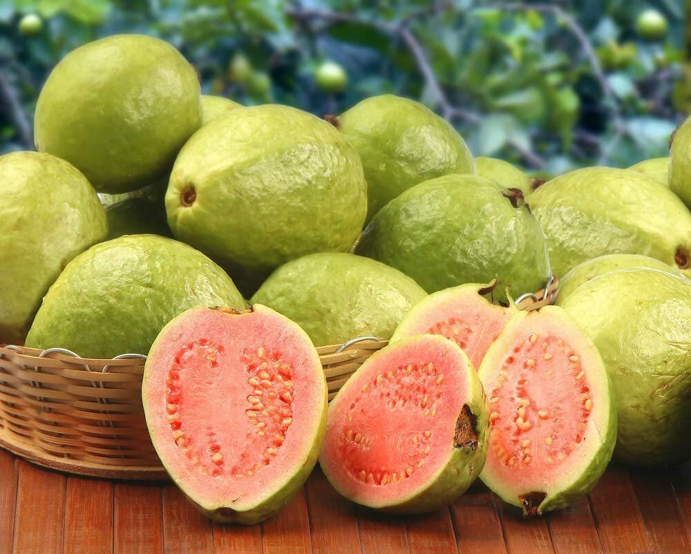 Indoor Guava Fruit Tree Seeds — 100 Seeds, Tropical Pink Guava