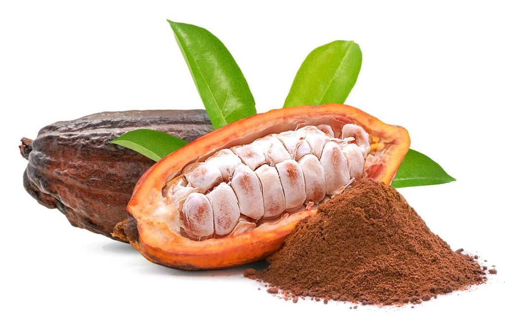 Theobroma Cacao Seeds — Fresh Cocoa Seeds for Planting