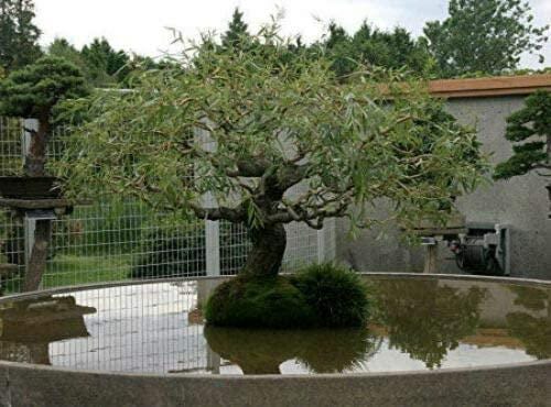 Dragon Weeping Willow Bonsai Cutting | Thick Trunk | Bare Root