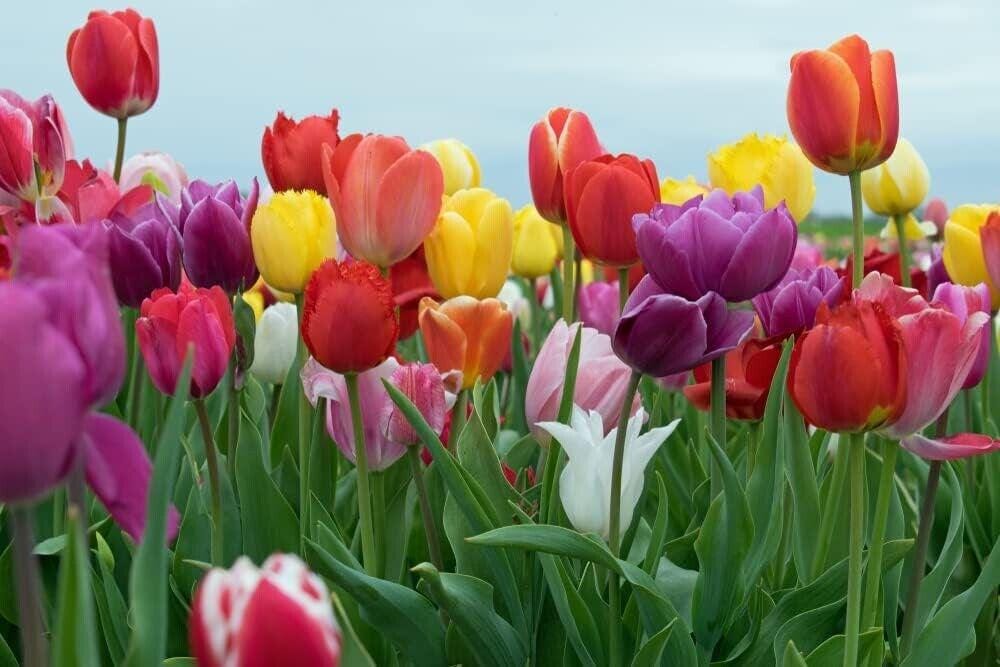Mixed Triumph Tulip Bulbs — Assorted Colors (5, 10, 25, 50, or 100 Bulbs)