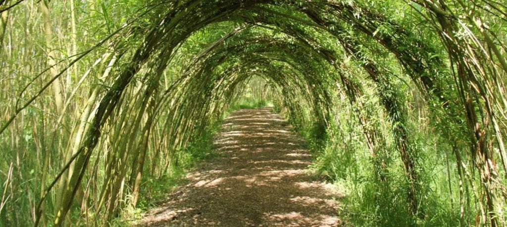 Living Willow Structure — 10 Tree cuttings, Fast-Growing Hybrid