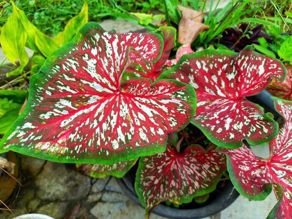 Carolyn Whorton Caladium Bulbs — 2 to 6 Pack, Vibrant Pink Foliage