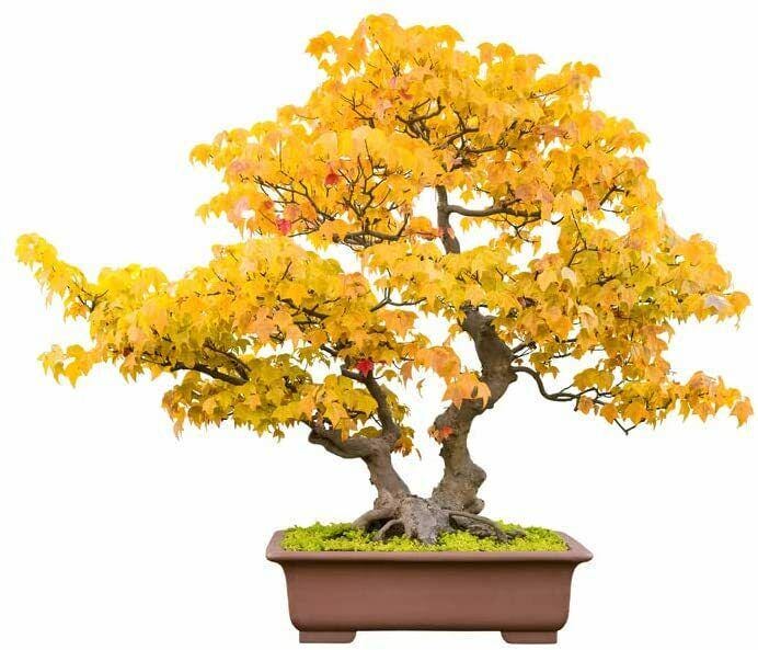 Trident Maple Bonsai Tree Seeds (Acer buergerianum)