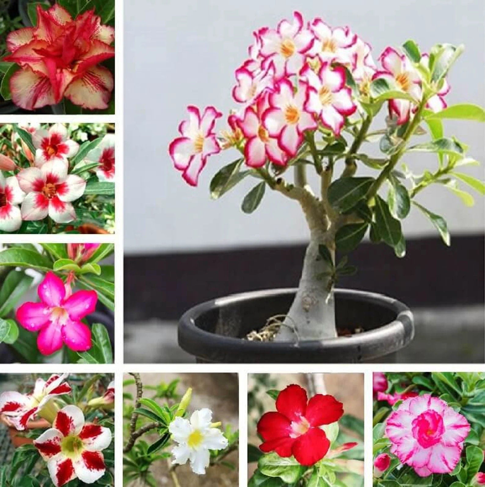 20 Desert Rose Seeds Adenium Obesum