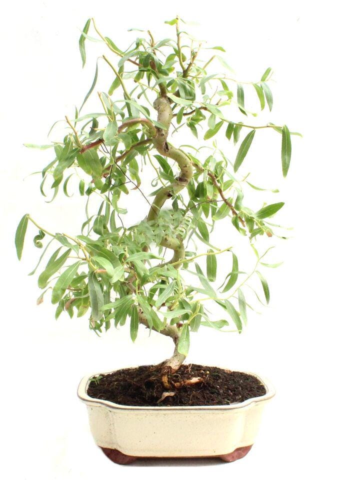 Bonsai Dwarf Japanese Curly Willow Cutting Rare Fast Growing Bonsai Tree
