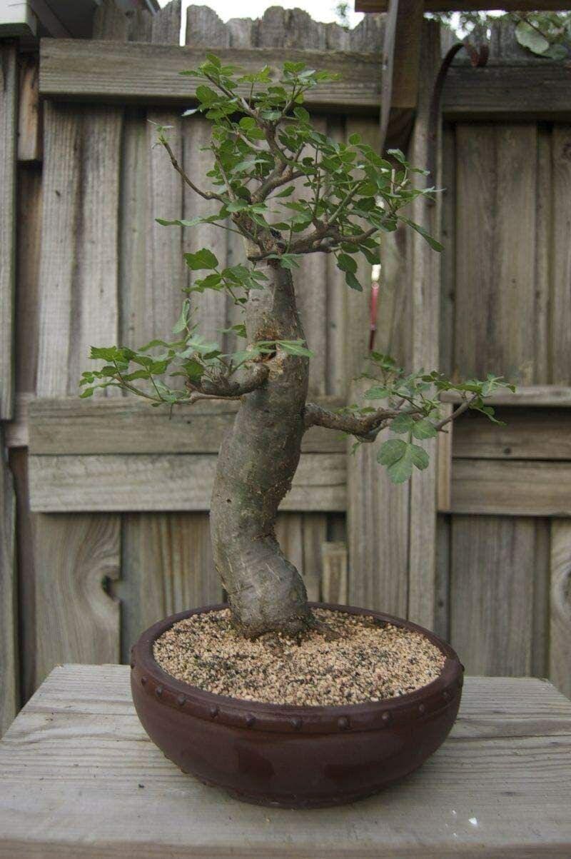 Baobab Bonsai Tree Seeds Easy Grow Exotic African Tree