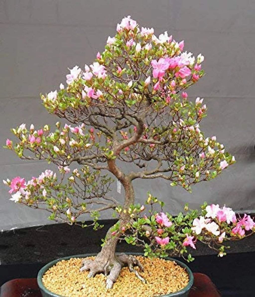 Japanese Cherry Blossom Bonsai Tree Seeds Flowering Sakura Bonsai Set of 10 Seeds