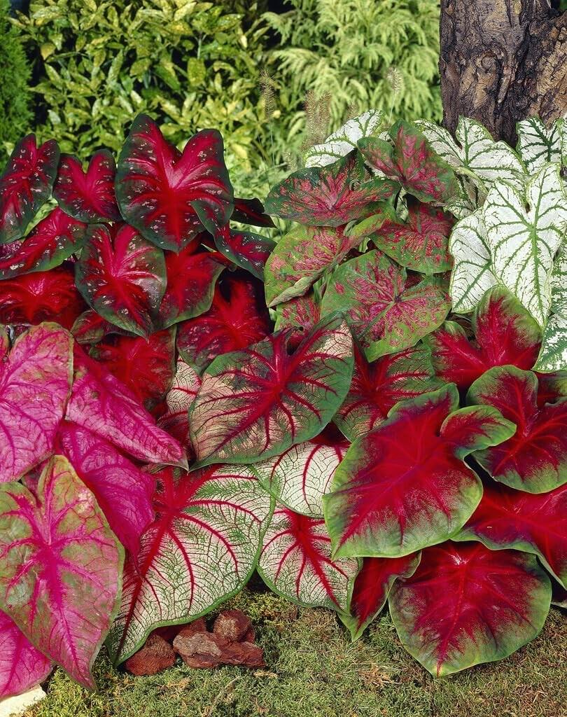 Mixed Caladium Bulbs — Fancy Leaf Perennial, Shade-Loving (Red, Pink, White, Green)