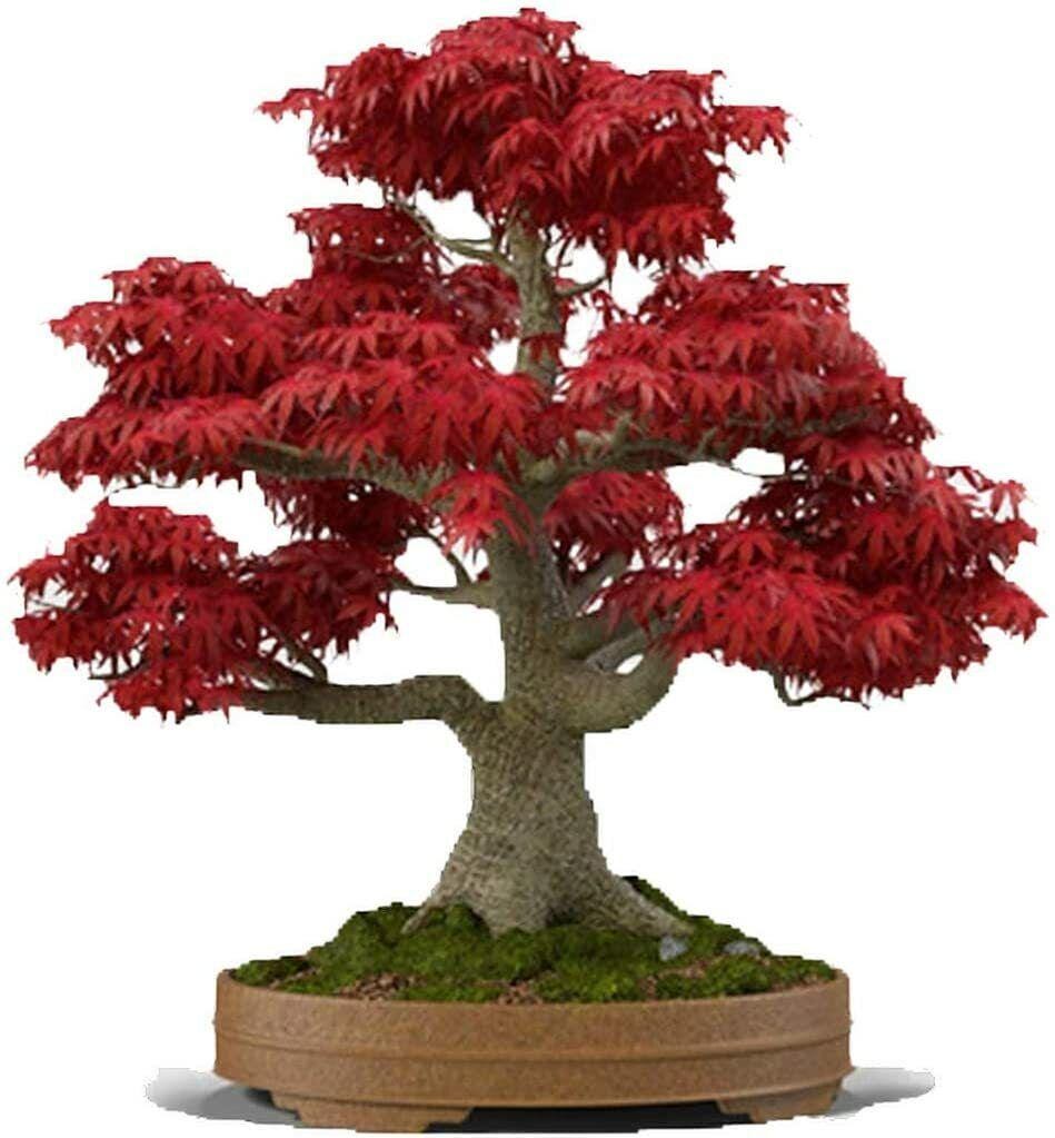 Red Maple Bonsai Tree Seeds (Acer rubrum) — 30+ Seeds, Stunning Red Foliage