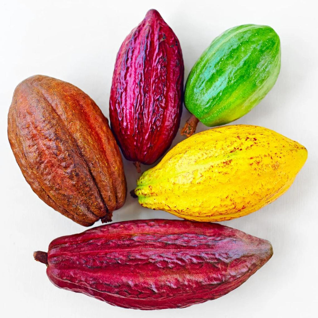 Theobroma Cacao Seeds — Fresh Cocoa Seeds for Planting