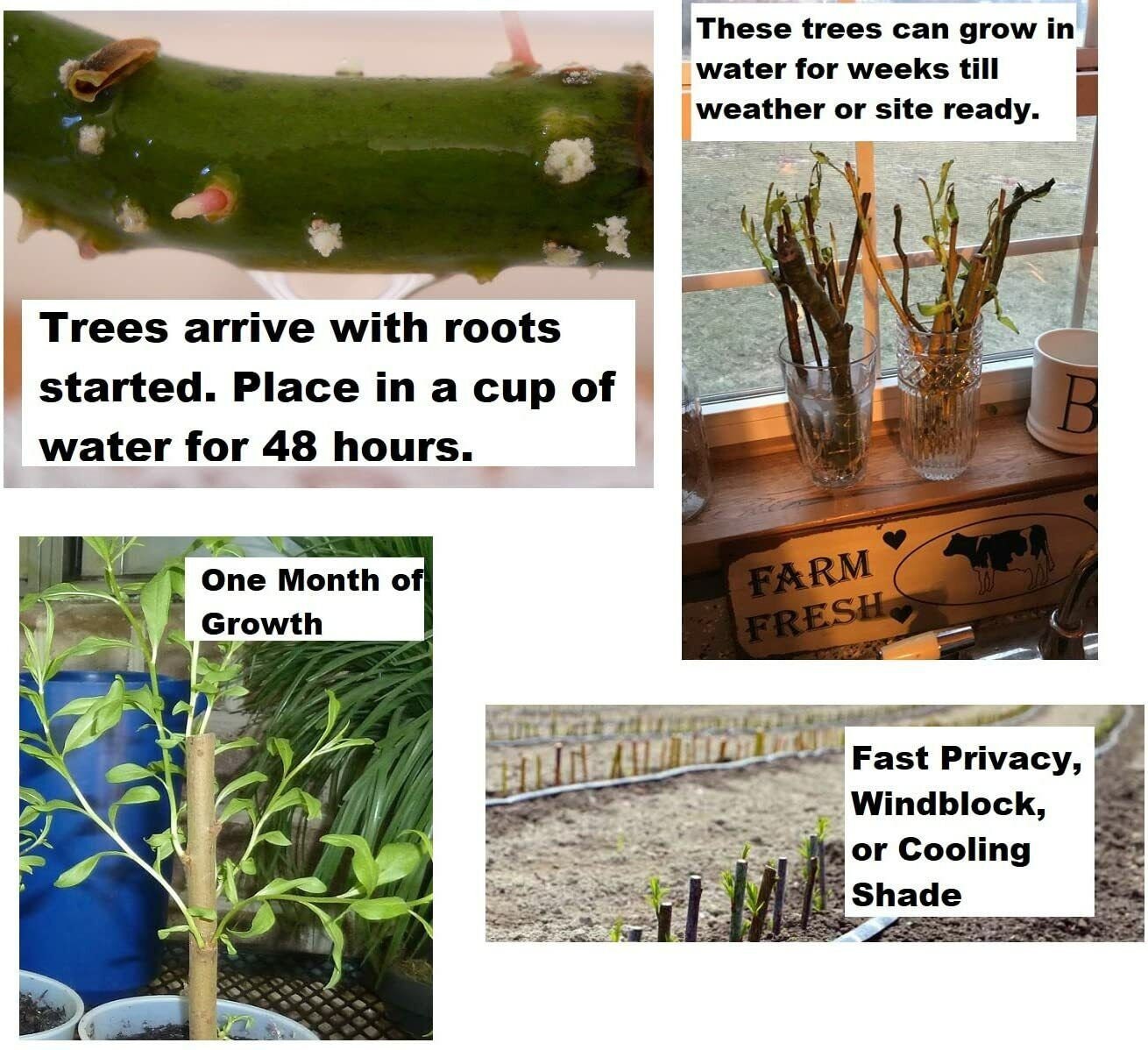 Willow Tree Bundle 10 Aussie · 4 Weeping