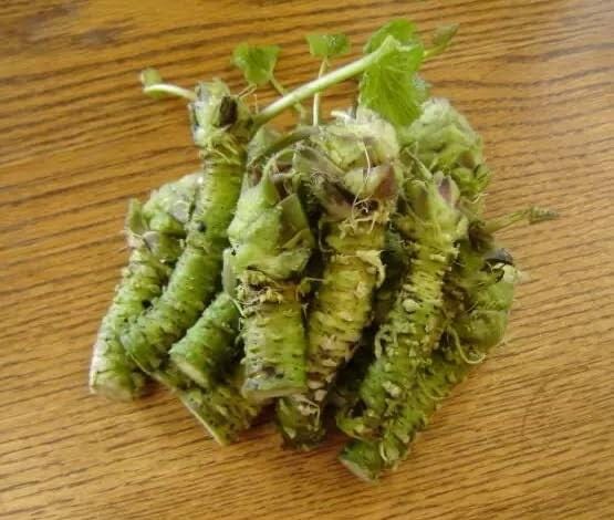 5 Japanese Wasabi Root Seeds for Planting - Wasabia japonica