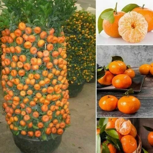 Dwarf Orange Bonsai Tree Seeds — Set of 20 Seeds