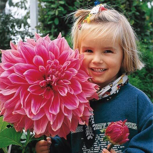 Giant Dahlia Dinner Plate Flower Seeds — Exotic Mix (100+ Seeds)