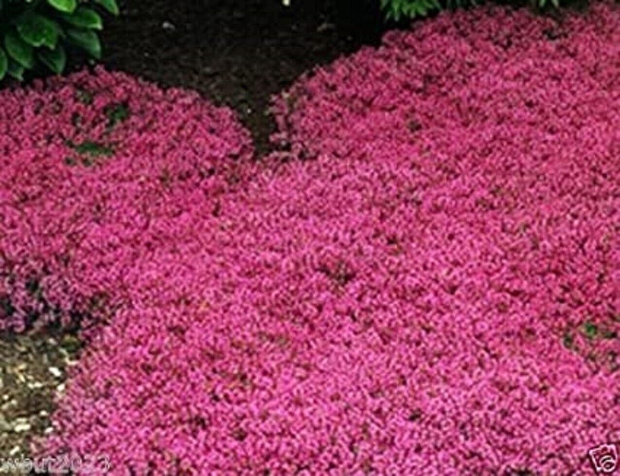 Creeping Thyme Seeds — 500+ Seeds, Magic Carpet Perennial Ground Cover