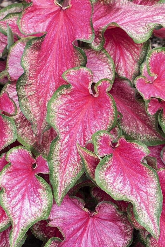 6 Pinky Swear Caladium Bulbs Fancy Pink Leaf Caladium for Shade