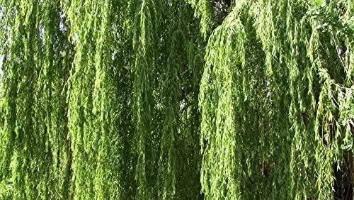 Bright Green Weeping Willow Cutting Indoor Growing Tree
