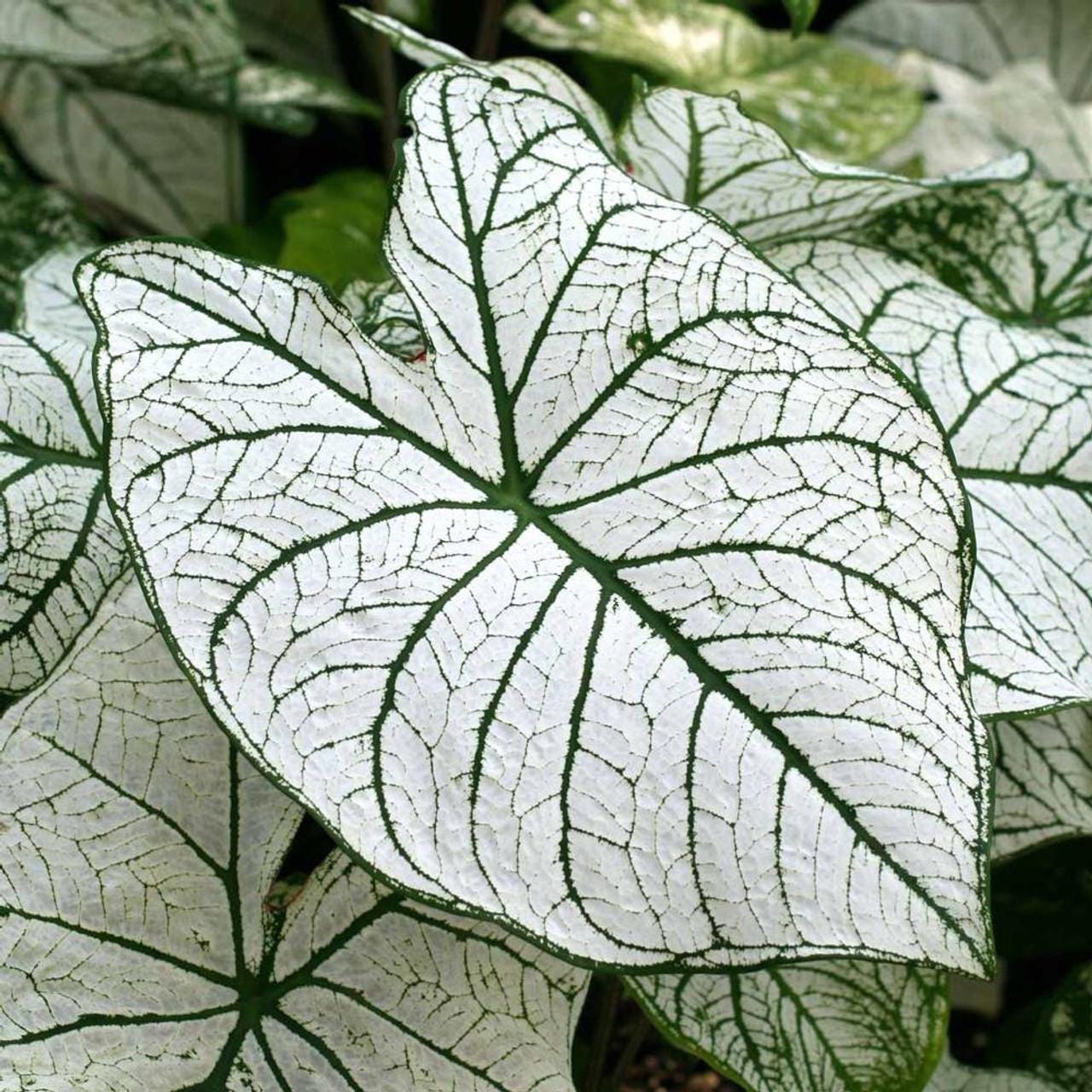Snow White Caladium Bulbs — Shade-Loving Elephant Ear Plant (2 or 6 Bulbs)