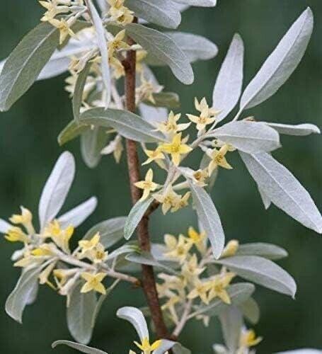 White Willow Tree Cutting Silver Leaf Fast Growing Tree
