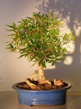 Globe Willow Bonsai Tree Cutting: Thick Trunk, Fast Growing - Easy Starter