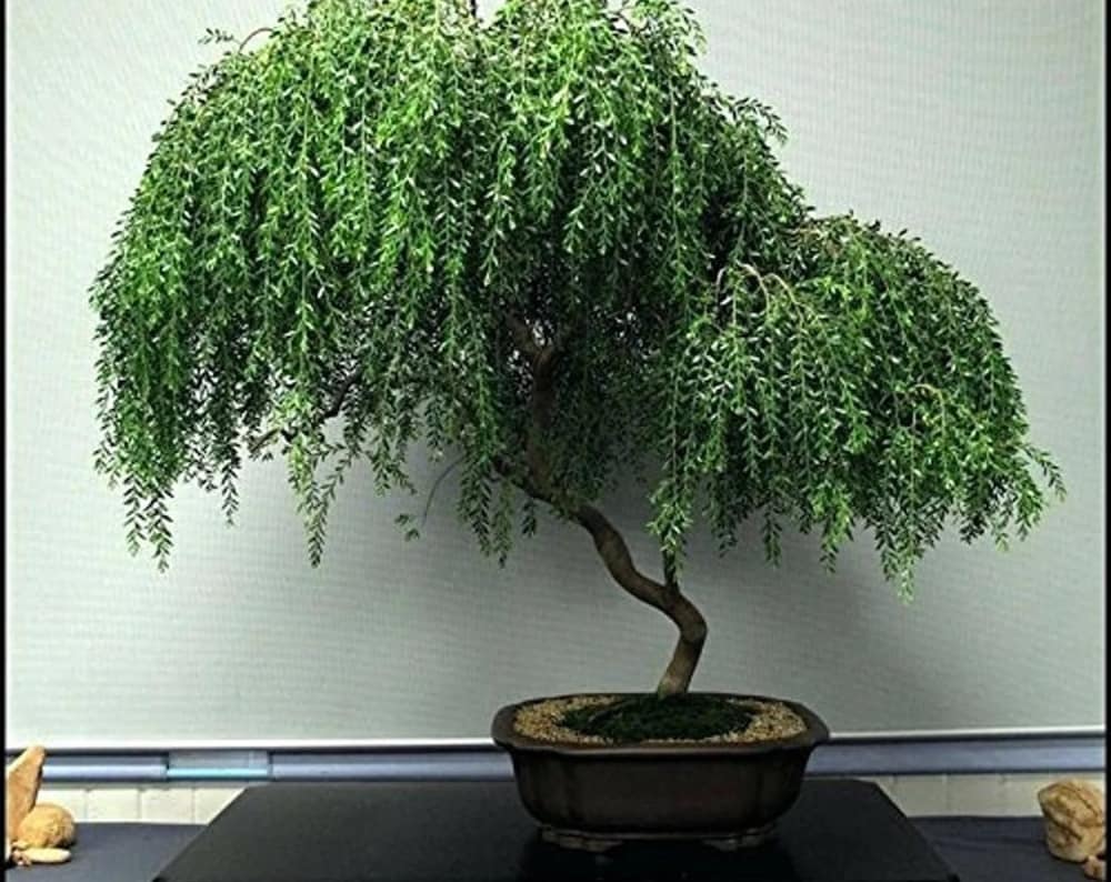 Dwarf Bonsai Weeping Willow Tree