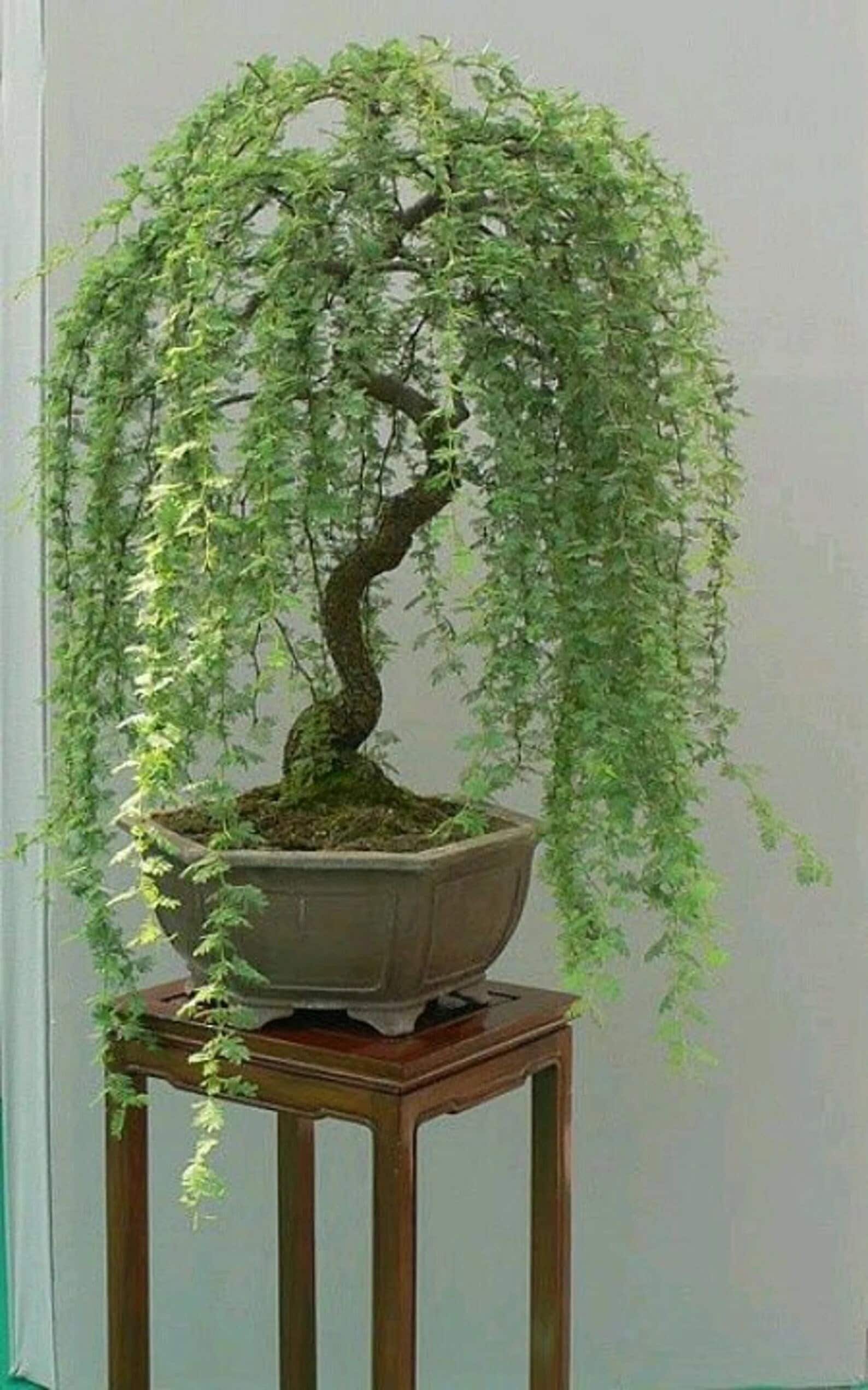 Bonsai Green Weeping Willow Tree | Thick Trunk Cutting