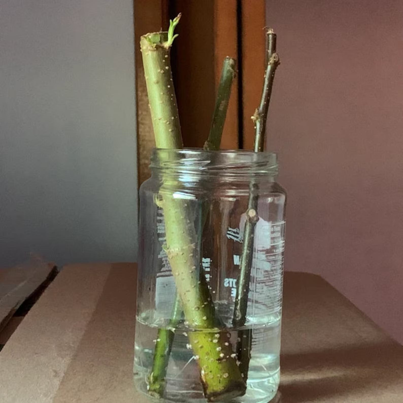 Bonsai Green Weeping Willow Tree | Thick Trunk Cutting