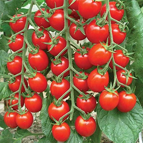 Large Red Cherry Tomato Seeds — Non-GMO (150 Seeds)