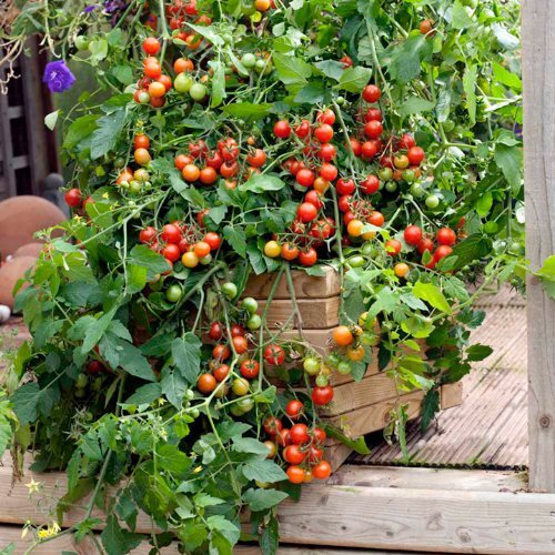 Large Red Cherry Tomato Seeds — Non-GMO (150 Seeds)